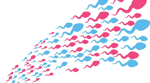 Ejakulasjon og prostatakreft – forskere på kollisjonskurs