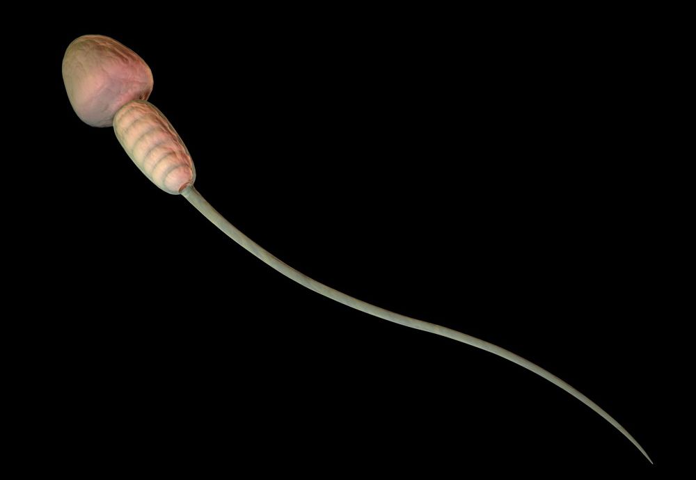 Sæd stimulerer eggløsningen