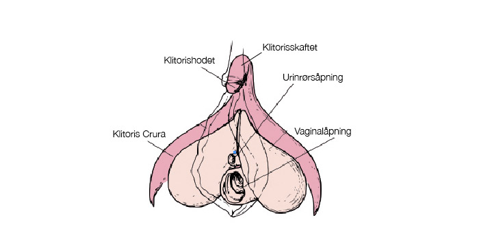 Hva er klitoris?