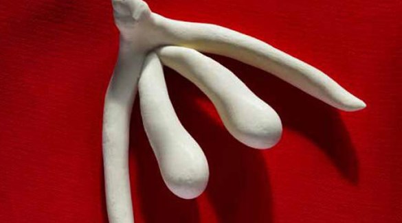Klitoris: En anatomisk oppdagelsesreise